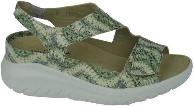 Verhulst 2351 146 186